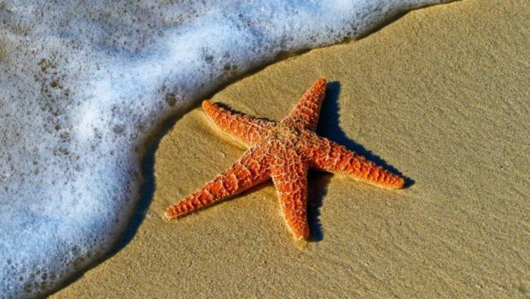 The Story of the Starfish